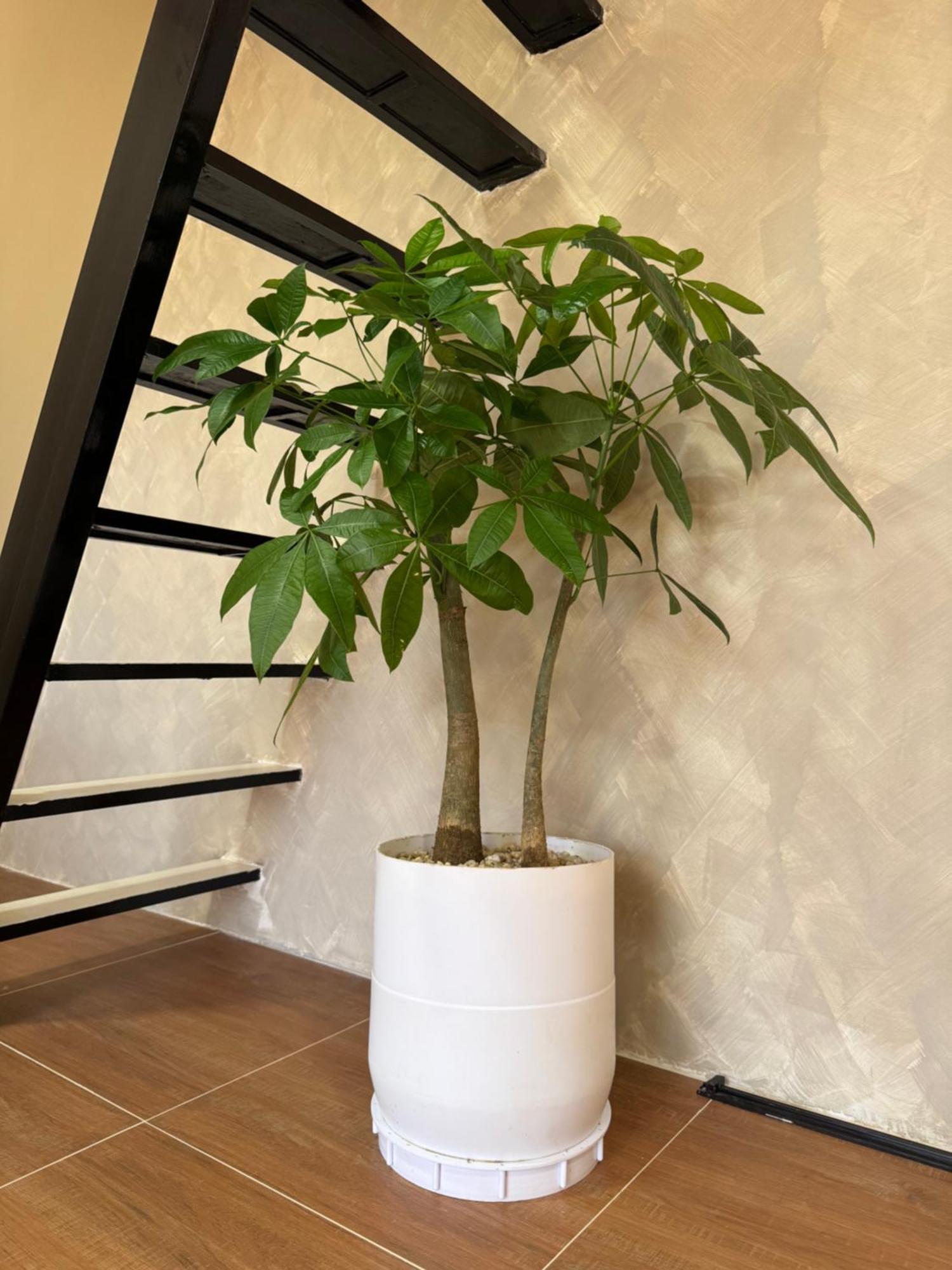 Hardin De Marbella 호텔 엘니도 외부 사진